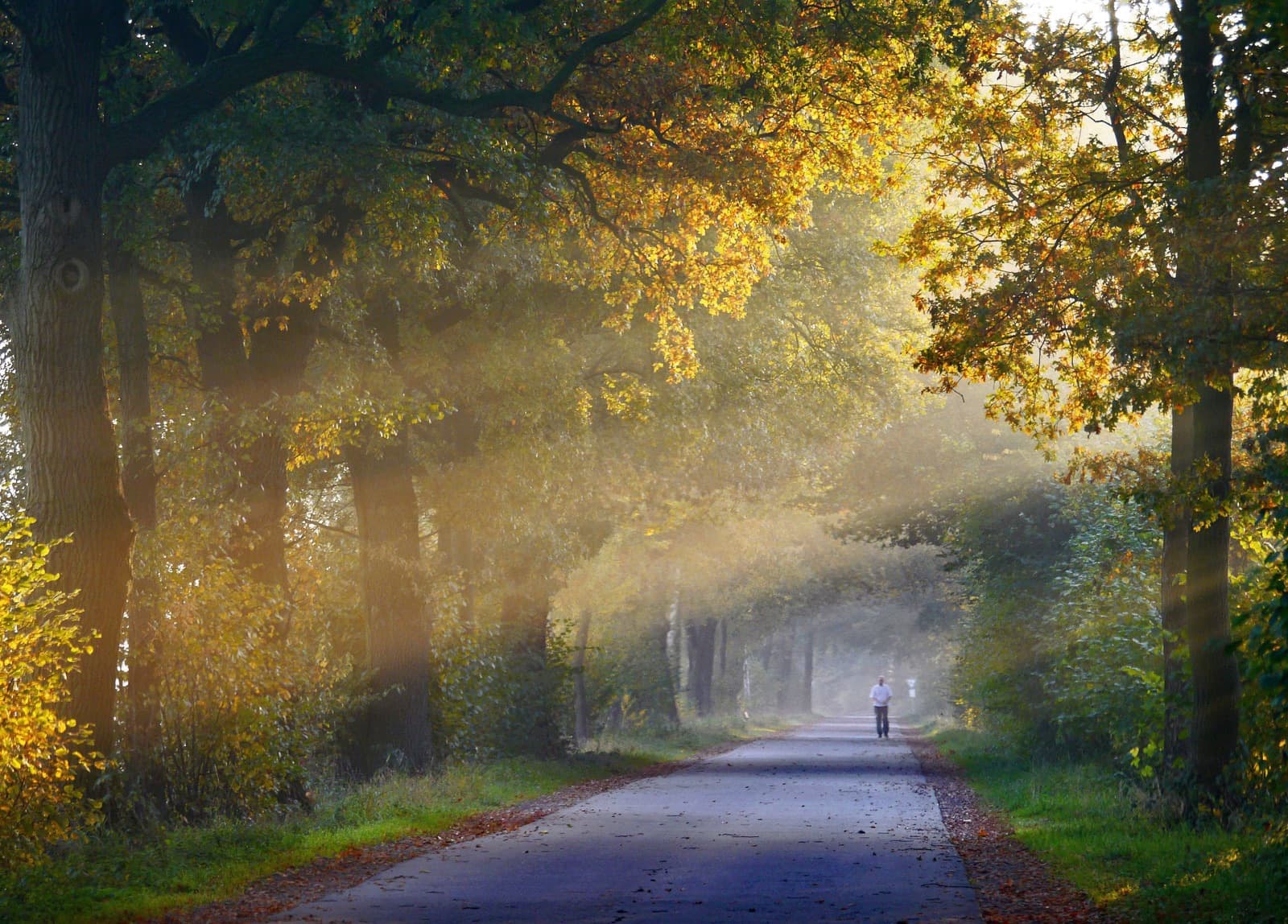 Person walking alone down a tree-lined path as morning sun streams through autumn leaves and mist